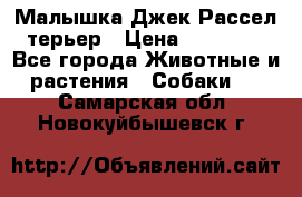 Малышка Джек Рассел терьер › Цена ­ 40 000 - Все города Животные и растения » Собаки   . Самарская обл.,Новокуйбышевск г.